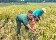 Babinsa Bantu Petani Panen Padi Wujud Kepedulian Kepada Ketahan Pangan