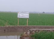 Proyek Pertanian di Telagasari Diduga Dikerjakan Asal Jadi, Kualitas Material Disorot