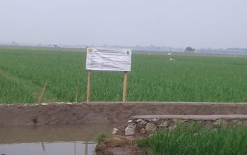 Proyek Pertanian di Telagasari Diduga Dikerjakan Asal Jadi, Kualitas Material Disorot