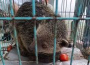 Dikira Luwak Masuk Pekarangan, Warga Petungkriyono Kaget Ternyata Binturong Satwa Dilindungi