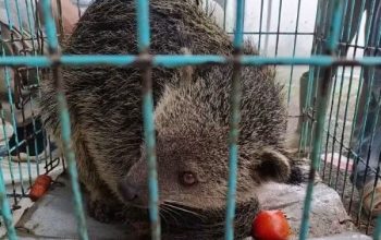 Dikira Luwak Masuk Pekarangan, Warga Petungkriyono Kaget Ternyata Binturong Satwa Dilindungi