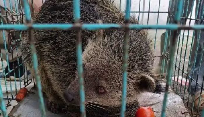 Dikira Luwak Masuk Pekarangan, Warga Petungkriyono Kaget Ternyata Binturong Satwa Dilindungi