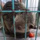 Dikira Luwak Masuk Pekarangan, Warga Petungkriyono Kaget Ternyata Binturong Satwa Dilindungi