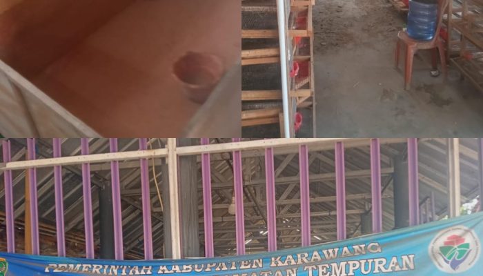 Burung Puyuh Dan Jangkrik Dari BUMDes Pegadungan di Diduga Ludes,Dan Jadi Sorotan